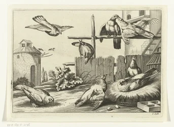 Pigeons près d