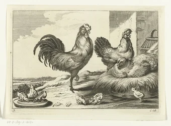 Poulet, coqs et poussins