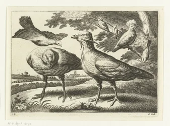 Outardes et un cacatoès; Diversarum avium species (titre de la série); Oiseaux divers (titre de la série)