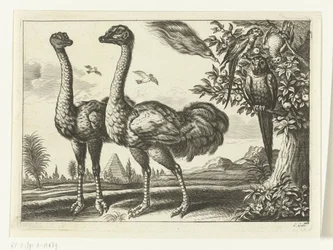 Deux autruches