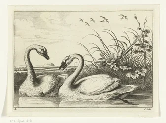 Deux cygnes