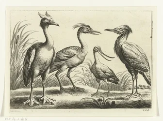 Quatre échassiers (Diversarum avium species)