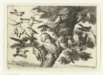 Oiseaux dans un arbre (Diversarum avium species, Verschillende vogels)
