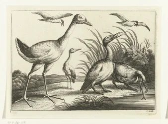 Oiseaux aquatiques
Diversarum avium species (série)