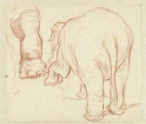 Éléphant debout, vu de dos, et une patte