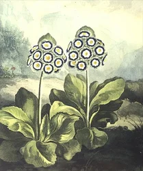 Primevère : Primula auricula, gravée par Sutherland, de 