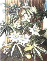 La fleur de la passion bleue, gravée par Caldwell, de 
