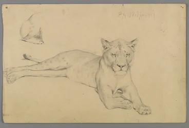 Lionne assise