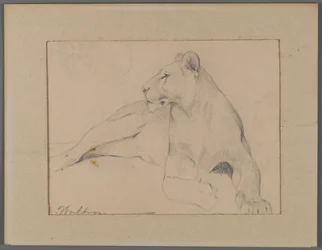 Lionne assise
