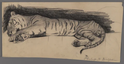Tigre endormi
