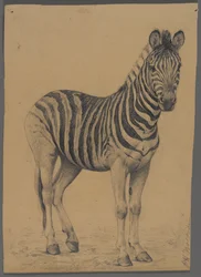 Zèbre