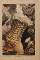 Planche II, étude pour 