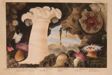 Planche I, étude pour « Actinologia Britannica: A History of the British Sea Anemones and Corals », vers 1858-60