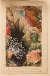 Planche VI, étude pour « Actinologia Britannica : une histoire des anémones de mer et des coraux britanniques », v. 1858-60