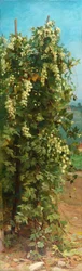 Houblon, 1882