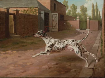 Un dalmatien courant dans une cour d