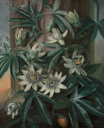 La fleur de la passion bleue, pour le Temple de Flora de Robert John Thornton (Londres, 1799-1812)