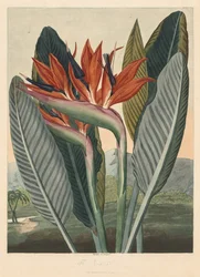 Le Temple de Flora, ou Jardin de la Nature : La Reine des Fleurs, 1812