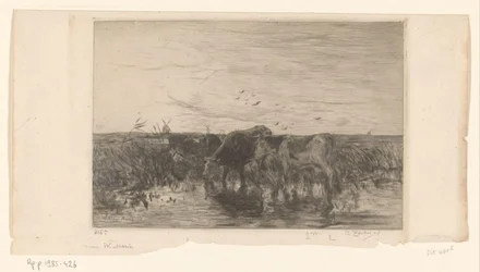 Vaches au bord de l