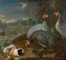 Pintades avec cobayes