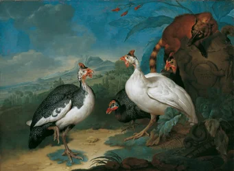 Pintades et coati