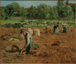 Récolte de pommes de terre