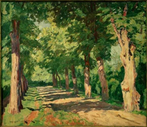 Allée de tilleuls