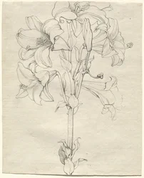 Une tige de lys avec six fleurs