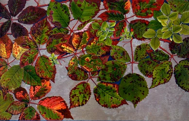 Rubus Fruticosus attaqué par le champignon rose Phragmidium Violaceum, 1907-09