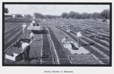 Séchage des raisins à Renmark