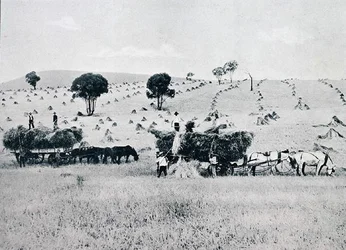 Récolte, Nouvelle-Galles du Sud, vers 1900, de 