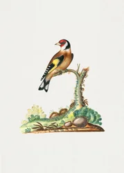 Chardonneret élégant