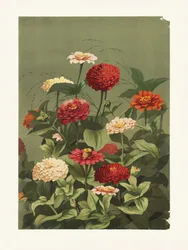 Les zinnias, par Ellen Thayer Fisher
