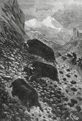 Bœufs musqués, gravure sur bois par Édouard Riou (1833-1900)
