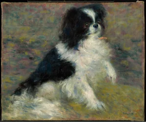 Tama, le chien japonais