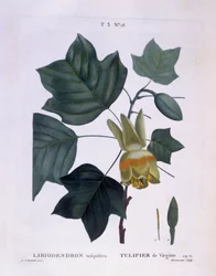 Tulipier de Virginie (Liriodendron tulipifera), planche botanique par Pierre Joseph Redouté