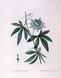 Passiflore bleue (Passiflora caerulea), planche botanique par Pierre Joseph Redouté