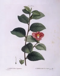 Camélia (Camellia japonica), planche botanique par Pierre Joseph Redouté