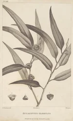 Eucalyptus Globulus de 