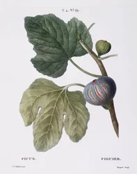 Figue (Ficus), planche botanique par Pierre Joseph Redouté