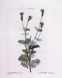 Lavande française (Lavandula stoechas), Henry Louis Duhamel du Monceau, planche botanique par Pierre Joseph Redouté