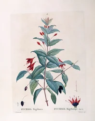 Fuchsia (Fuchsia magellanica), planche botanique par Pierre Joseph Redouté