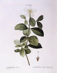 Gardenia (Gardenia florida), planche botanique par Pierre Joseph Redouté