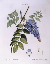 Glycine (Glycine frutescens), Henry Louis Duhamel du Monceau, planche botanique par Pierre Joseph Redouté