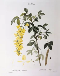 Cytise (Cytisus laburnum), planche botanique par Pierre Joseph Redouté