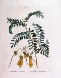 Kowhai (Sophora tetraptera ou Edwardsia grandiflora), planche botanique de Henry Louis Duhamel du Monceau par Pierre Joseph Redouté