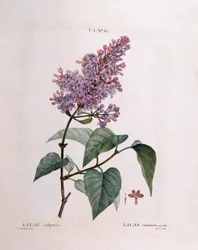 Lilas (Syringa vulgaris), planche botanique de Henry Louis Duhamel du Monceau par Pierre Joseph Redouté