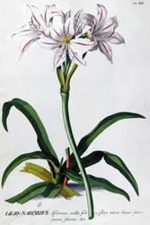 Lys, Lilio Narcissus