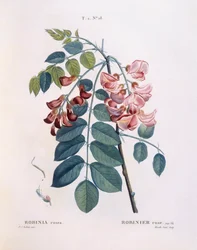Robinier (Robinia rosea), Henry Louis Duhamel du Monceau, planche botanique par Pierre Joseph Redouté