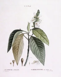 Adhatoda vasica, planche botanique par Pierre Joseph Redouté